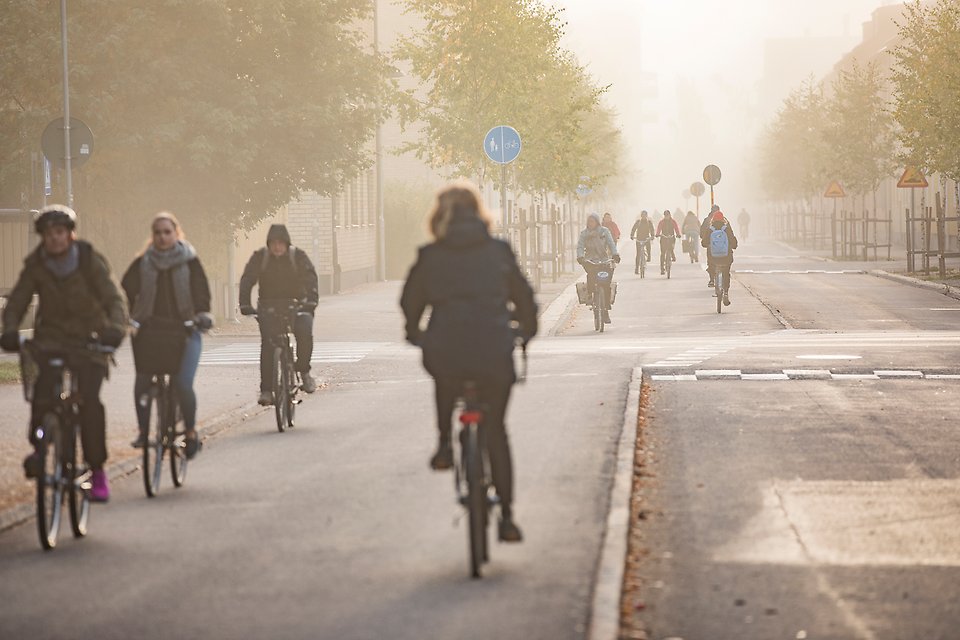 Kungsgatan, cyklister, morgonljus, björk