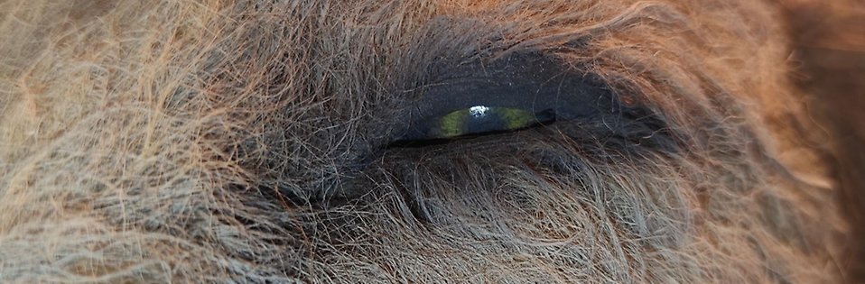 Närbild av ett  lejons ena öga