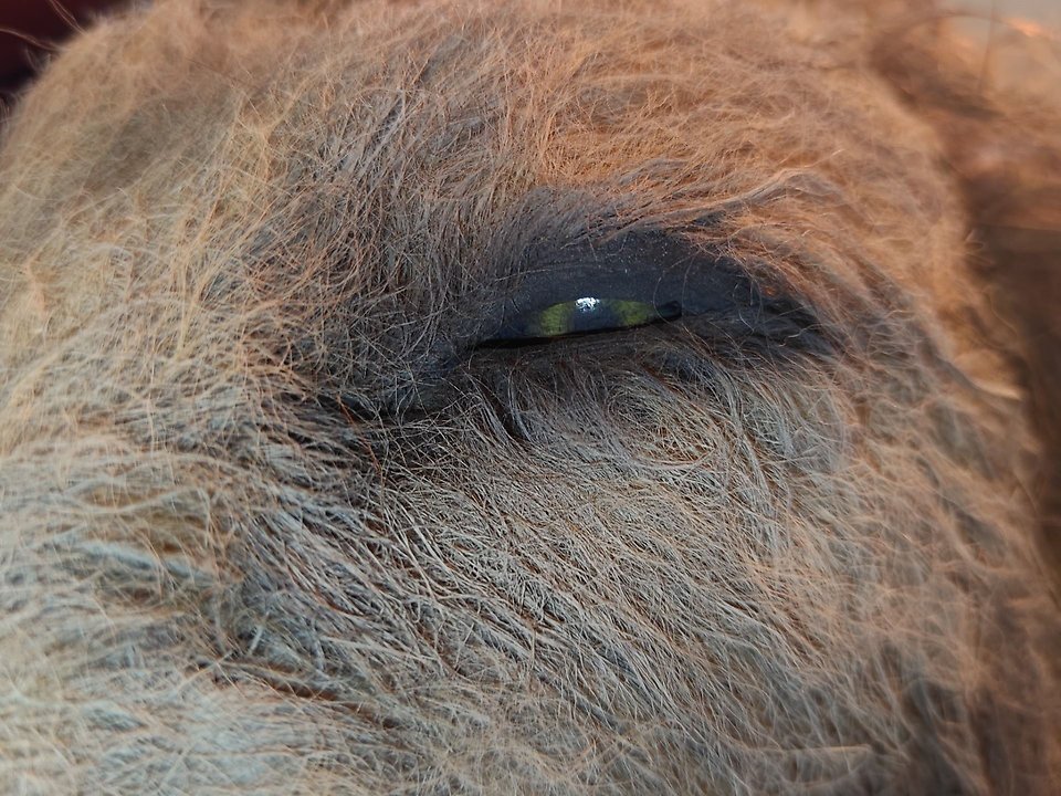 Närbild på ett lejons öga.,