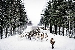 Renar på vinterväg