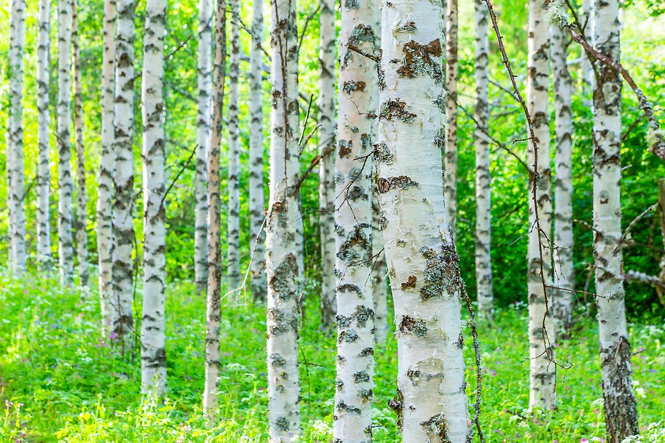 Björklöv i närbild.